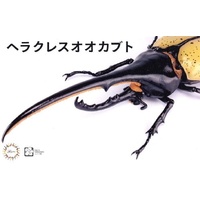 Fujimi Biology Edition Dynastes Hercules [FI No.26] Plastic Model Kit